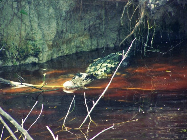 Alligator is watching you. Wo ihr in Florida wirklich freilebende Raubtiere beobachten könnt!