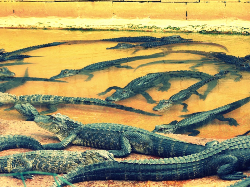 Alligatorfarm Florida