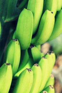 The Banana Farm - Von gelben Früchten und wilden Tieren...