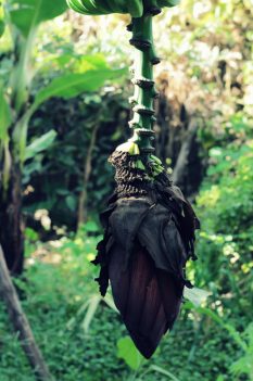 The Banana Farm - Von gelben Früchten und wilden Tieren...