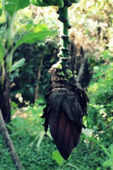 The Banana Farm - Von gelben Früchten und wilden Tieren...