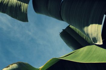 The Banana Farm - Von gelben Früchten und wilden Tieren...