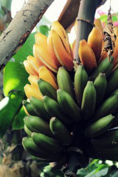 The Banana Farm - Von gelben Früchten und wilden Tieren...