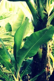 The Banana Farm - Von gelben Früchten und wilden Tieren...