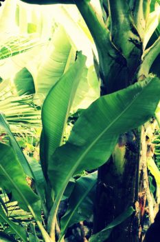 The Banana Farm - Von gelben Früchten und wilden Tieren...