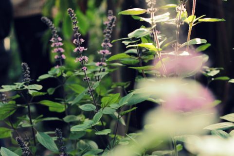 The Banana Farm - Von gelben Früchten und wilden Tieren...