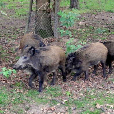 Ein Nachmittag im Wildtierpark Tannenbusch - vom Happy Wildschwein und springenden Hirschen