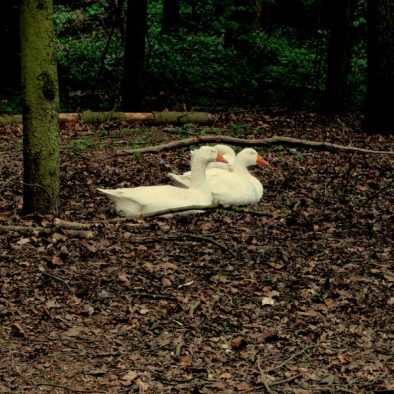 Ein Nachmittag im Wildtierpark Tannenbusch - vom Happy Wildschwein und springenden Hirschen
