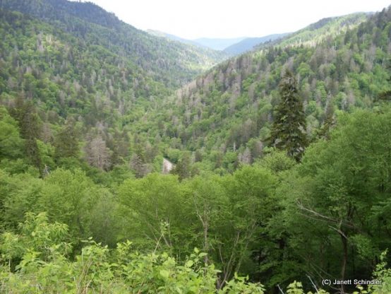 Probewandern auf dem Appalachian Trail und andere Erlebnisse im Great Smoky Mountains National Park
