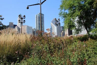 Eine Reise nach Chicago - Erlebnisse einer Kleinstadtpflanze