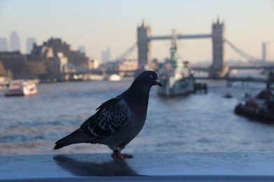 London