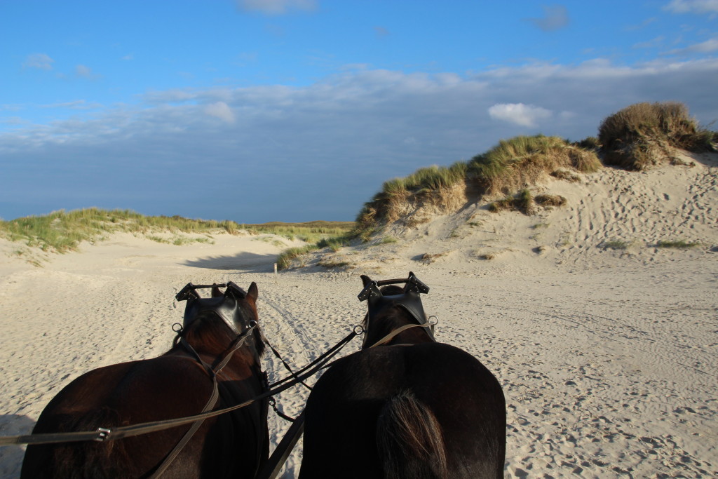 Mit der Kutsche durch den Nationalpark Dünen von Texel