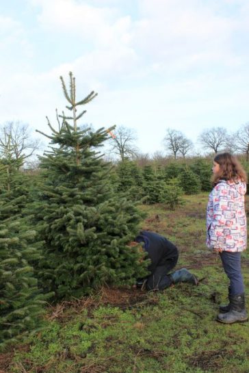 Naturerlebnis zur Weihnachtszeit: Tannenbaum schlagen