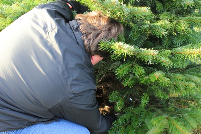 Naturerlebnis zur Weihnachtszeit: Tannenbaum schlagen