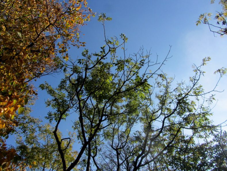 So schön ist der Baumkronenpfad im Nationalpark Hainich