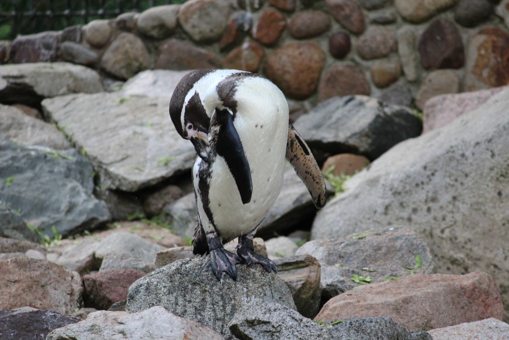 Von Pinguinen, Pelikanen und Loris - Ein Tag im Vogelpark Walsrode