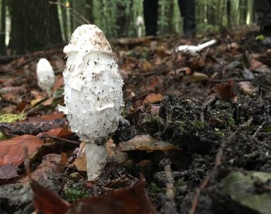 Von Morcheln und Bovisten - eine Pilzwanderung durch Binzer Wälder