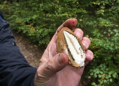 Von Morcheln und Bovisten - eine Pilzwanderung durch Binzer Wälder