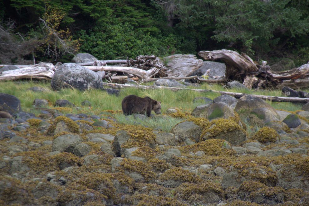 Bären, Wale und Seehunde auf Vancouver Island