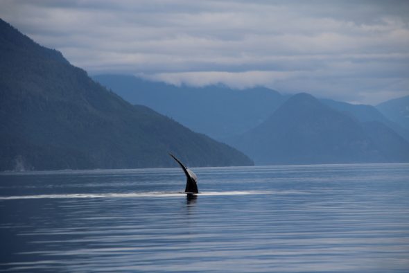 Bären, Wale und Seehunde auf Vancouver Island