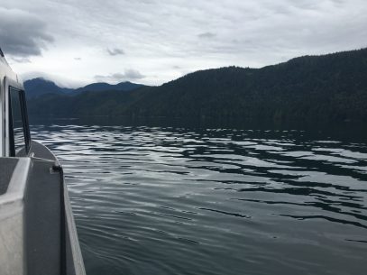 Bären, Wale und Seehunde auf Vancouver Island