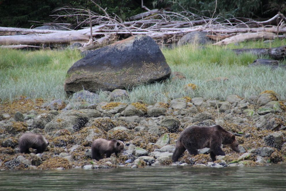 Bären, Wale und Seehunde auf Vancouver Island