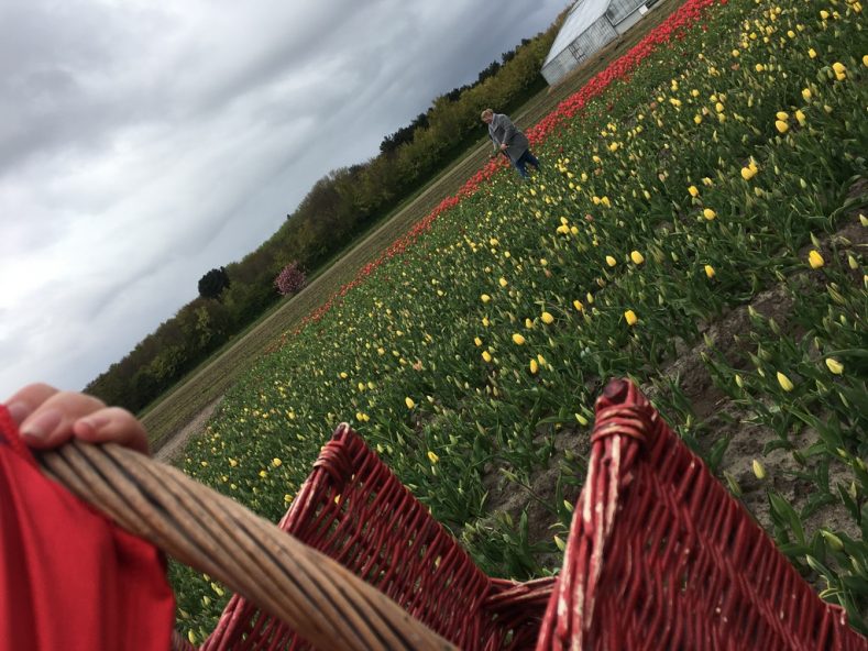 Tulpenblüte in Holland erleben: Abseits vom Keukenhof