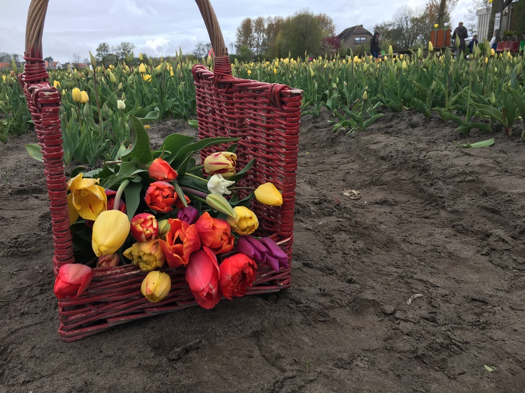Tulpenblüte in Holland erleben: Abseits vom Keukenhof