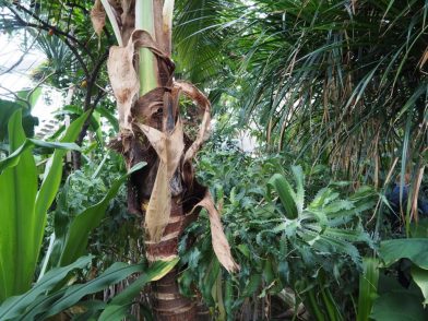 18 Botanische Gärten mit Gewächshäusern in Deutschland