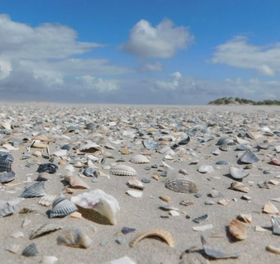 Schiermonnikoog Strand Muscheln