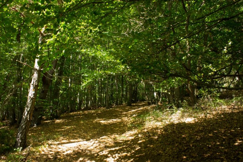 Im Land der Vulkane – Wandern auf Traumpfad und Traumpfädchen