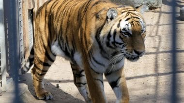Tiger Diego