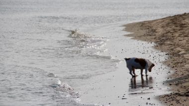 Kurzurlaub auf Texel: Auszeit an der holländischen Nordseeküste Kurzurlaub auf Texel: Auszeit an der holländischen Nordseeküste