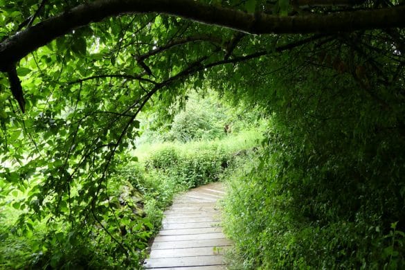 Ausflugstipps in und um Furth im Wald Wildpark Weg