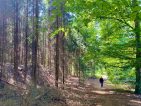 Mein Freund der Baum. Über Waldsterben und Perspektiven für den Wald