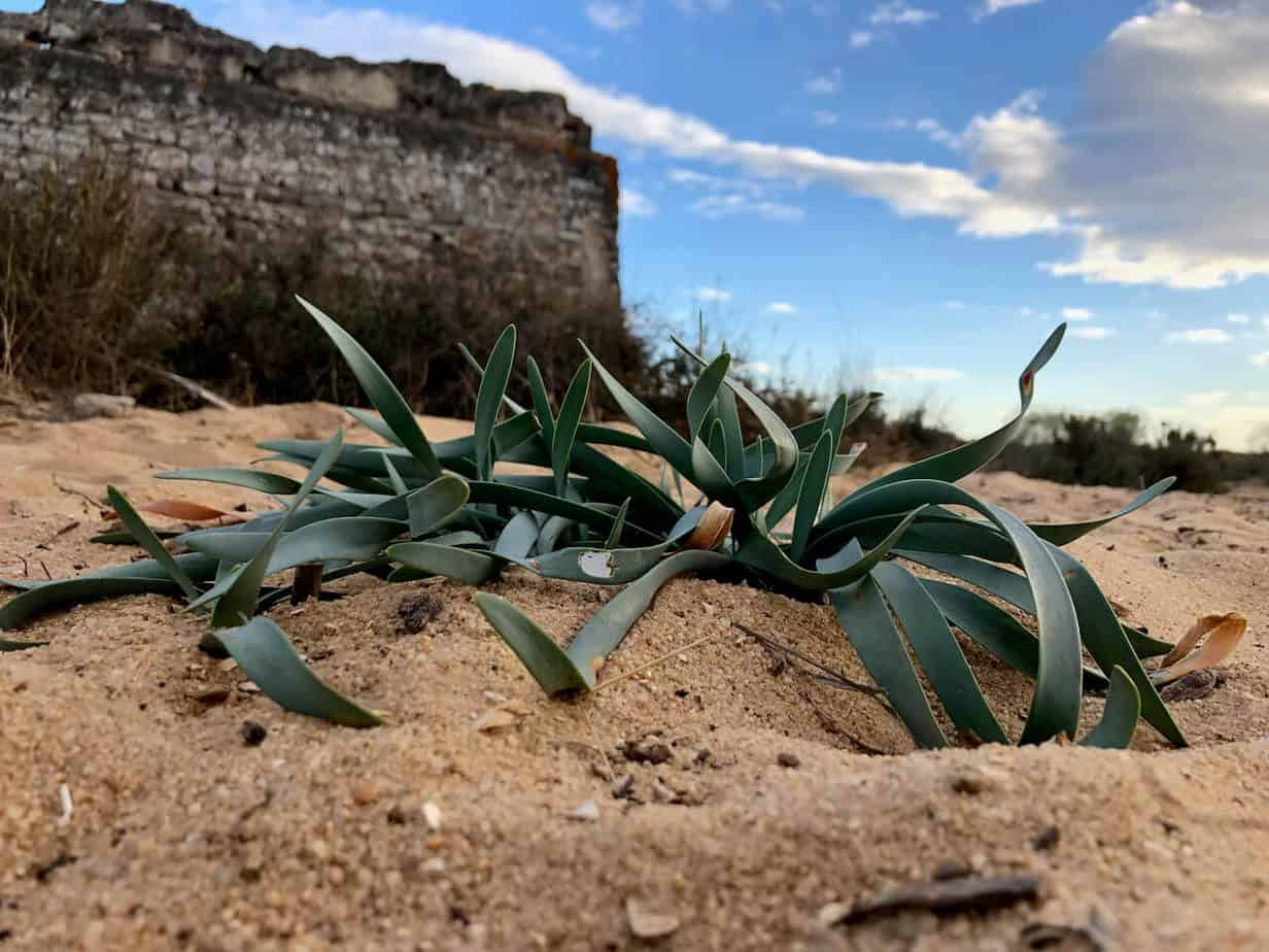 Die schönsten Orte an der Algarve - Küste: Von Sagres nach Tavira