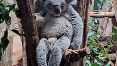 Zoo Leipzig - Koala