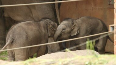 Zoo Leipzig - Elefantentempel