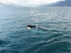 Wale beobachten: Meine Erfahrungen und Tipps