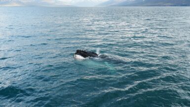 Wale beobachten: Meine Erfahrungen und Tipps