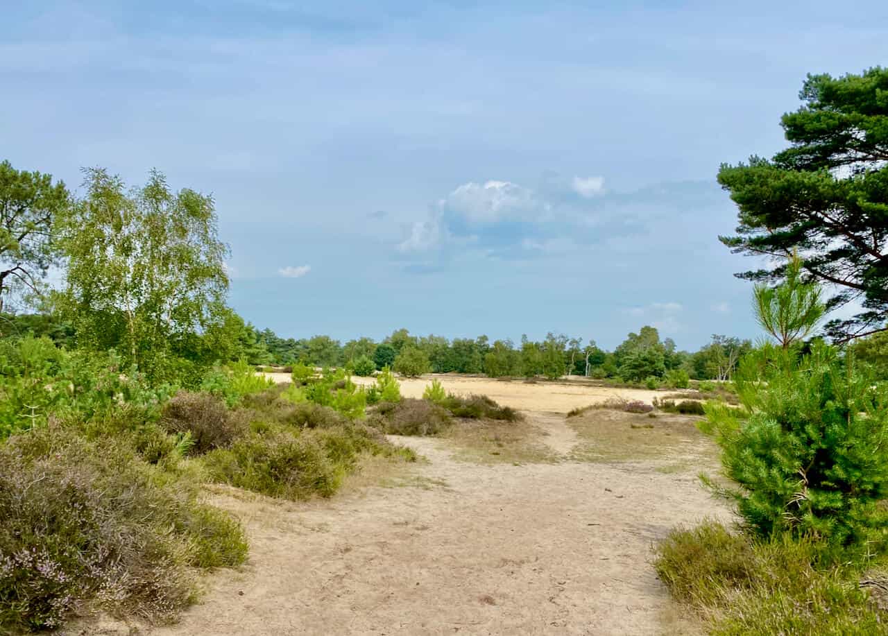 Der Grenzpark Kalmthoutse Heide - Naturoase zwischen zwei Welten
