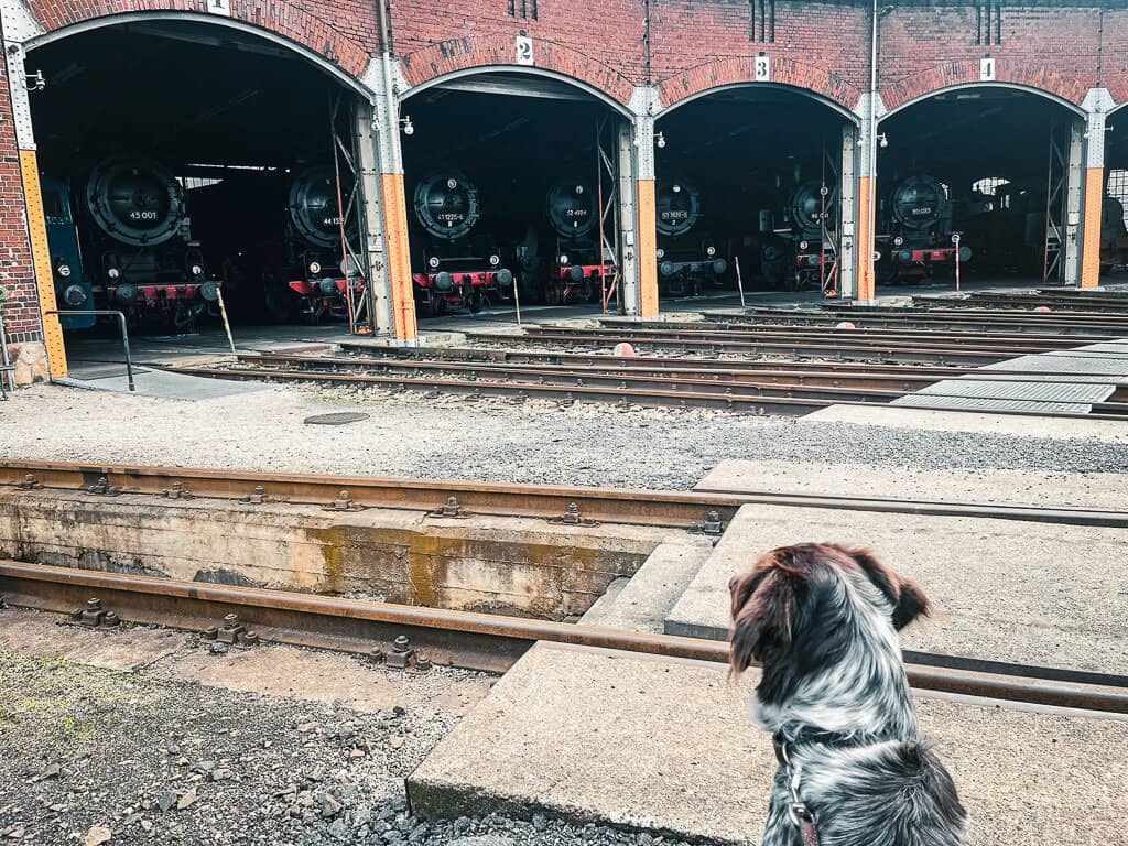 Chemnitz mit Hund - ein Wochenende in der Kulturhauptstadt