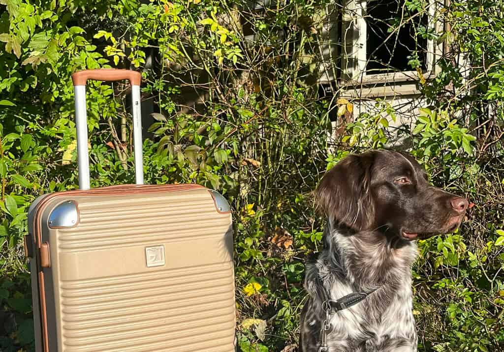 Chemnitz mit Hund - ein Wochenende in der Kulturhauptstadt