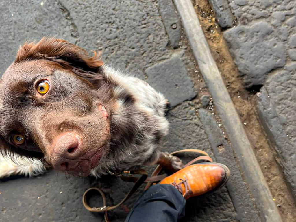 Mit-Hund-unterwegs-im-Saechsischen-Eisenbahnmuseum