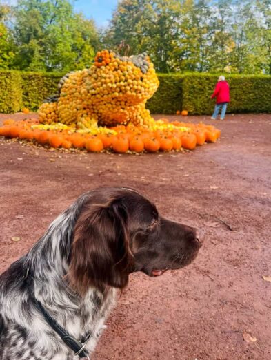 Chemnitz mit Hund - ein Wochenende in der Kulturhauptstadt