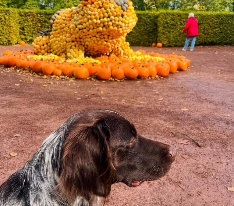Chemnitz mit Hund - ein Wochenende in der Kulturhauptstadt