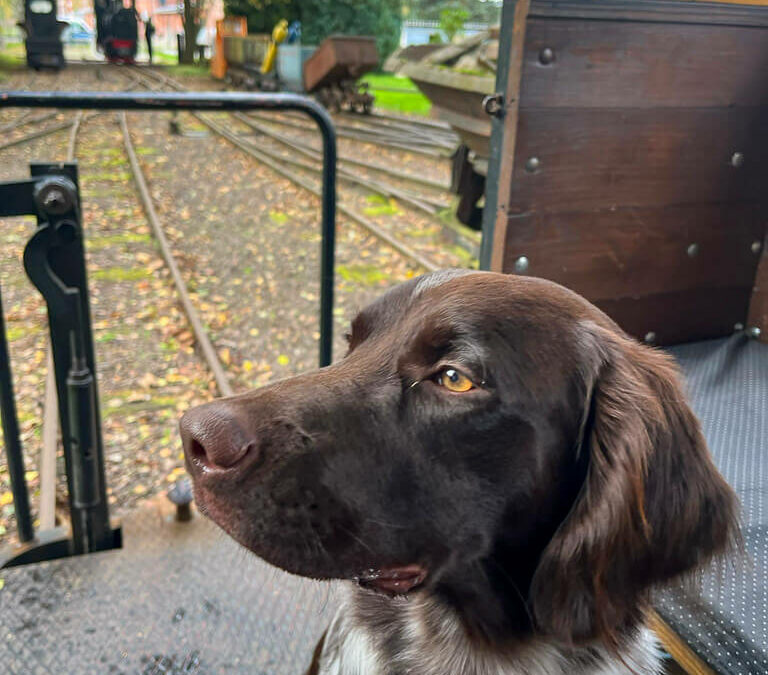 Chemnitz mit Hund - ein Wochenende in der Kulturhauptstadt