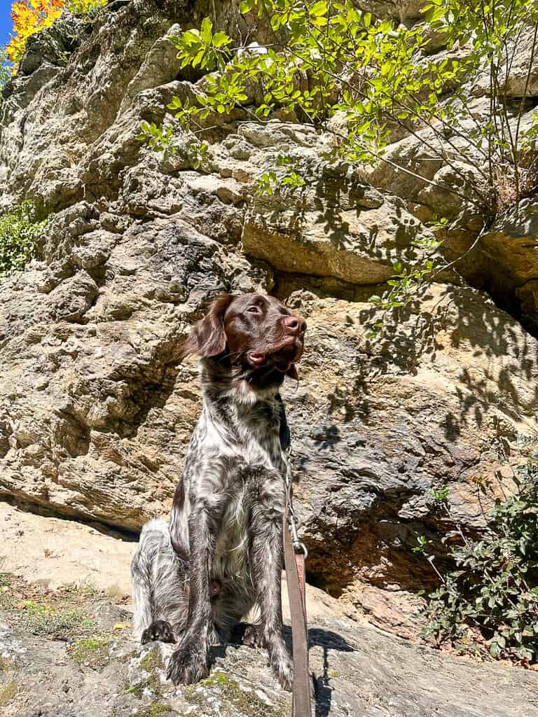 Chemnitz mit Hund - ein Wochenende in der Kulturhauptstadt