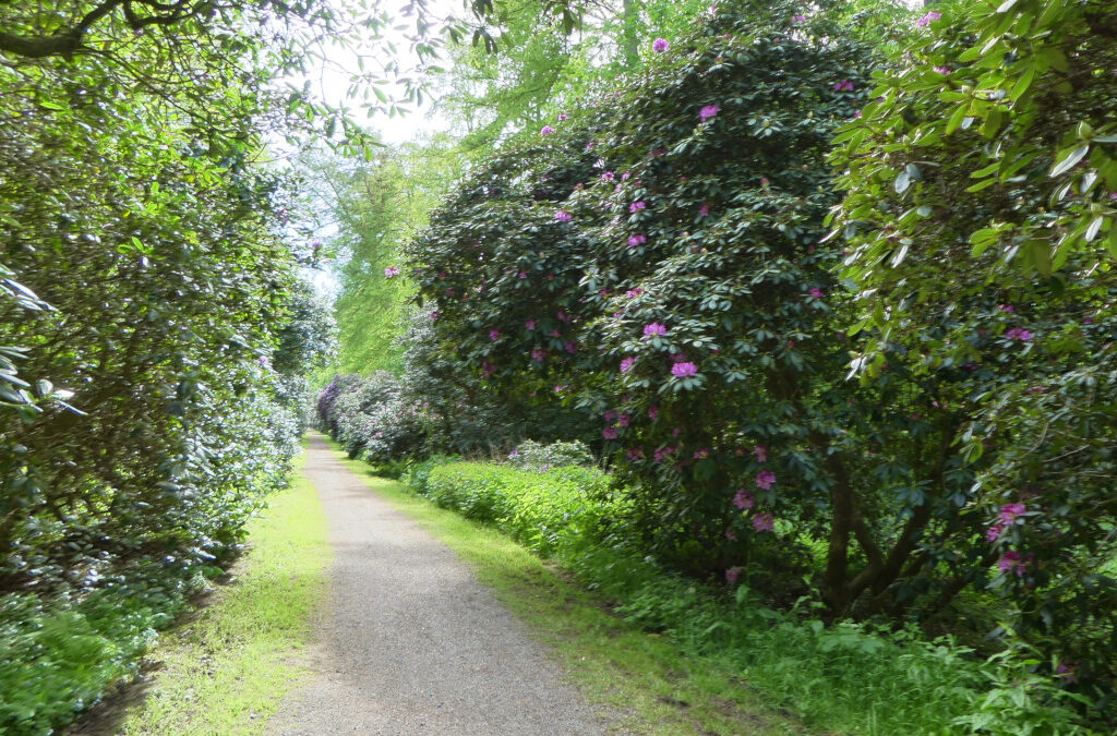 Rhododendron-Allee Schloß Hagenburg