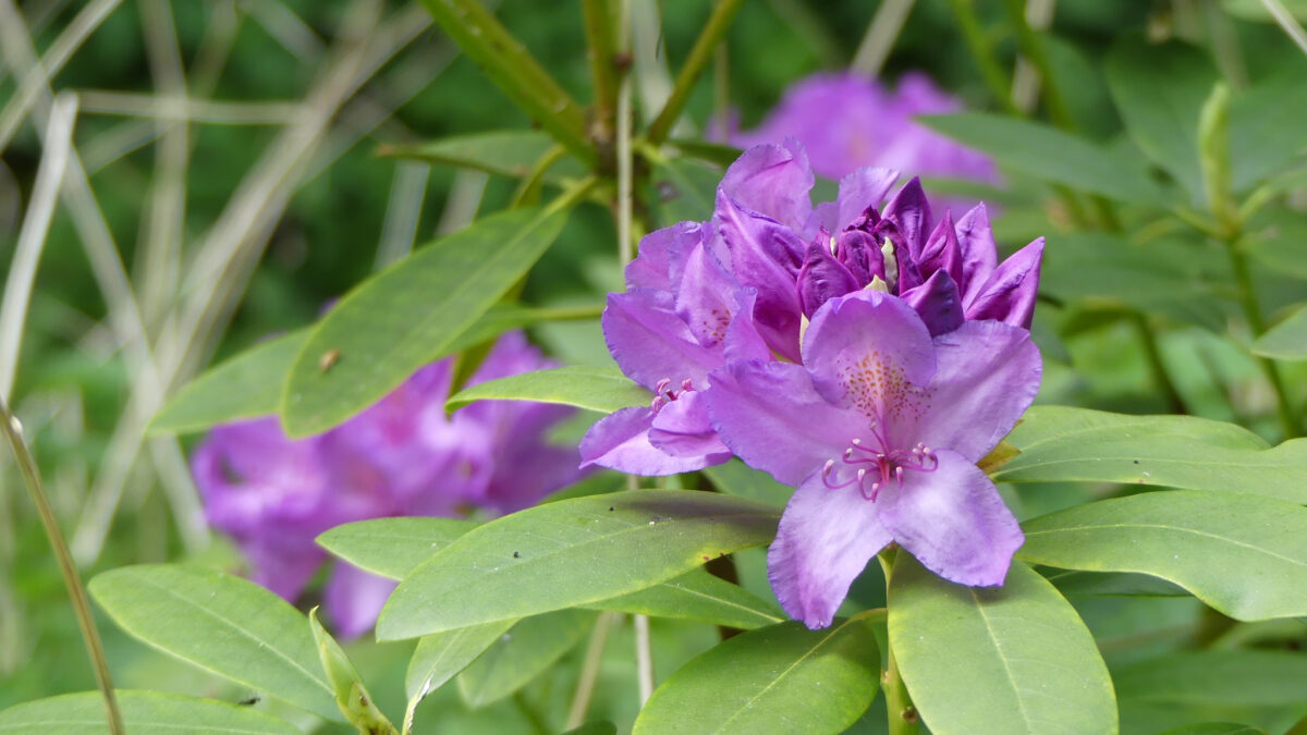 Blüte in der Rhododendron-Allee Schloß Hagenburg